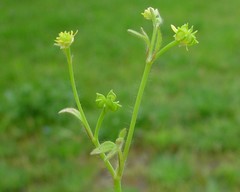 Ranunculus parviflorus