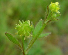 Ranunculus parviflorus