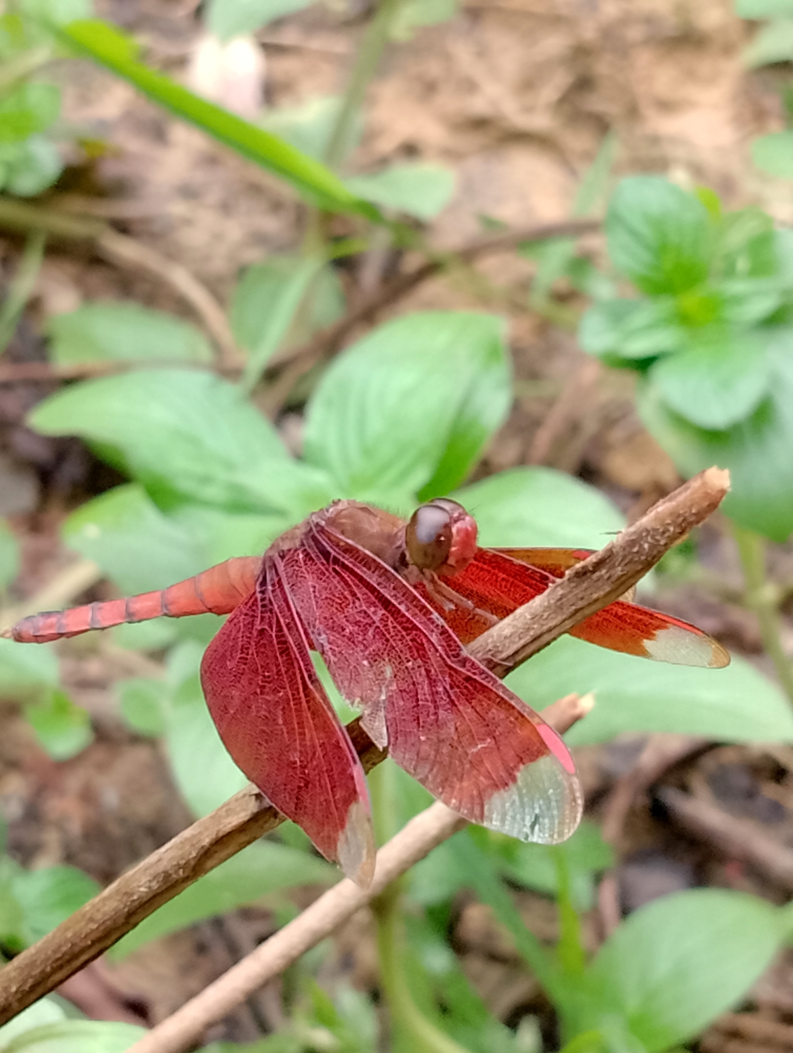 Fulvous Forest Skimmer