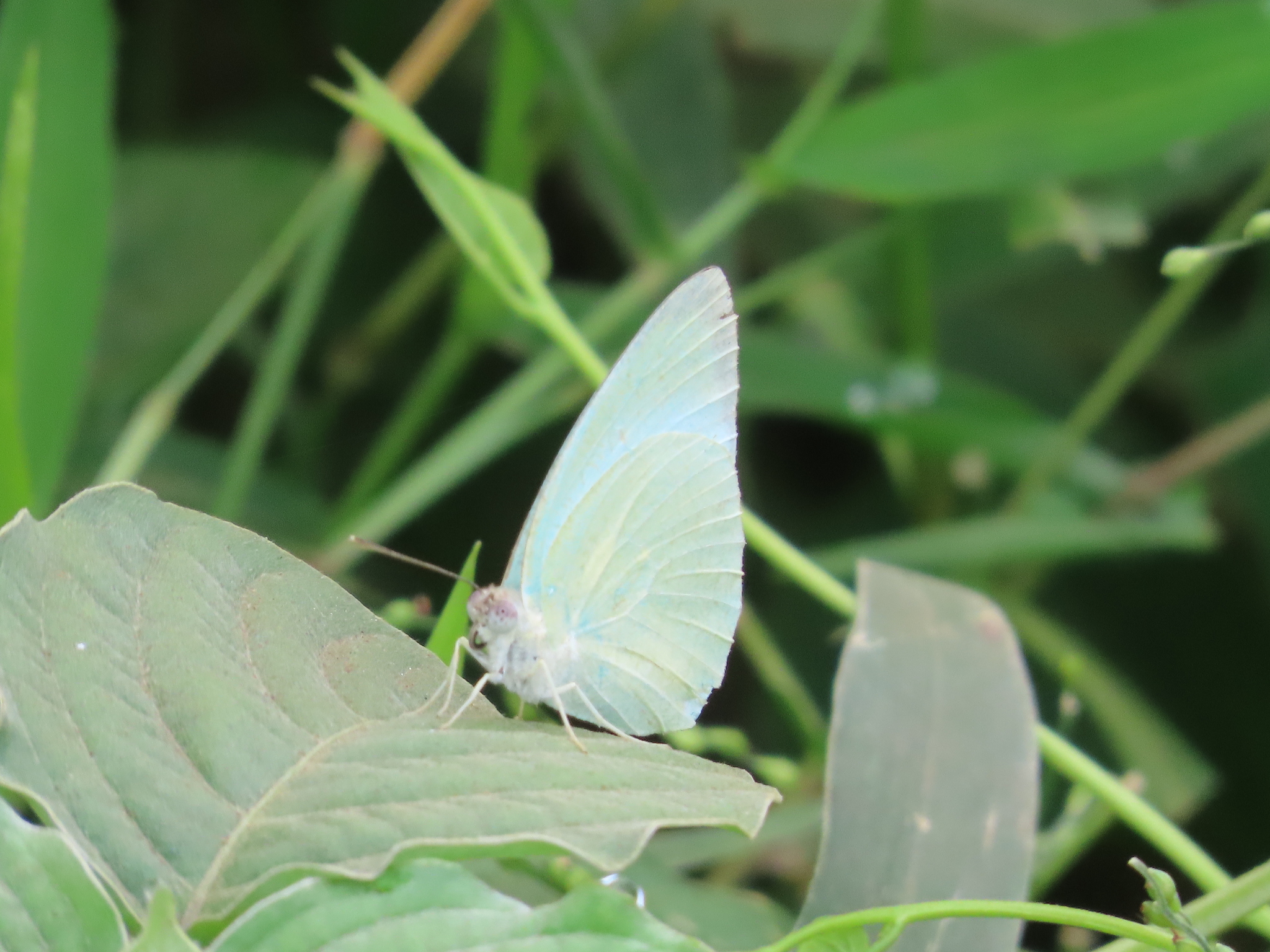 Mottled Emigrant