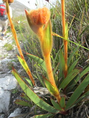 Dilatris viscosa