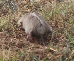 Geomyidae