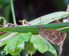 Vehilius stictomenes