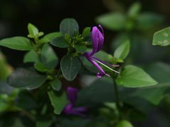 Hypoestes purpurea