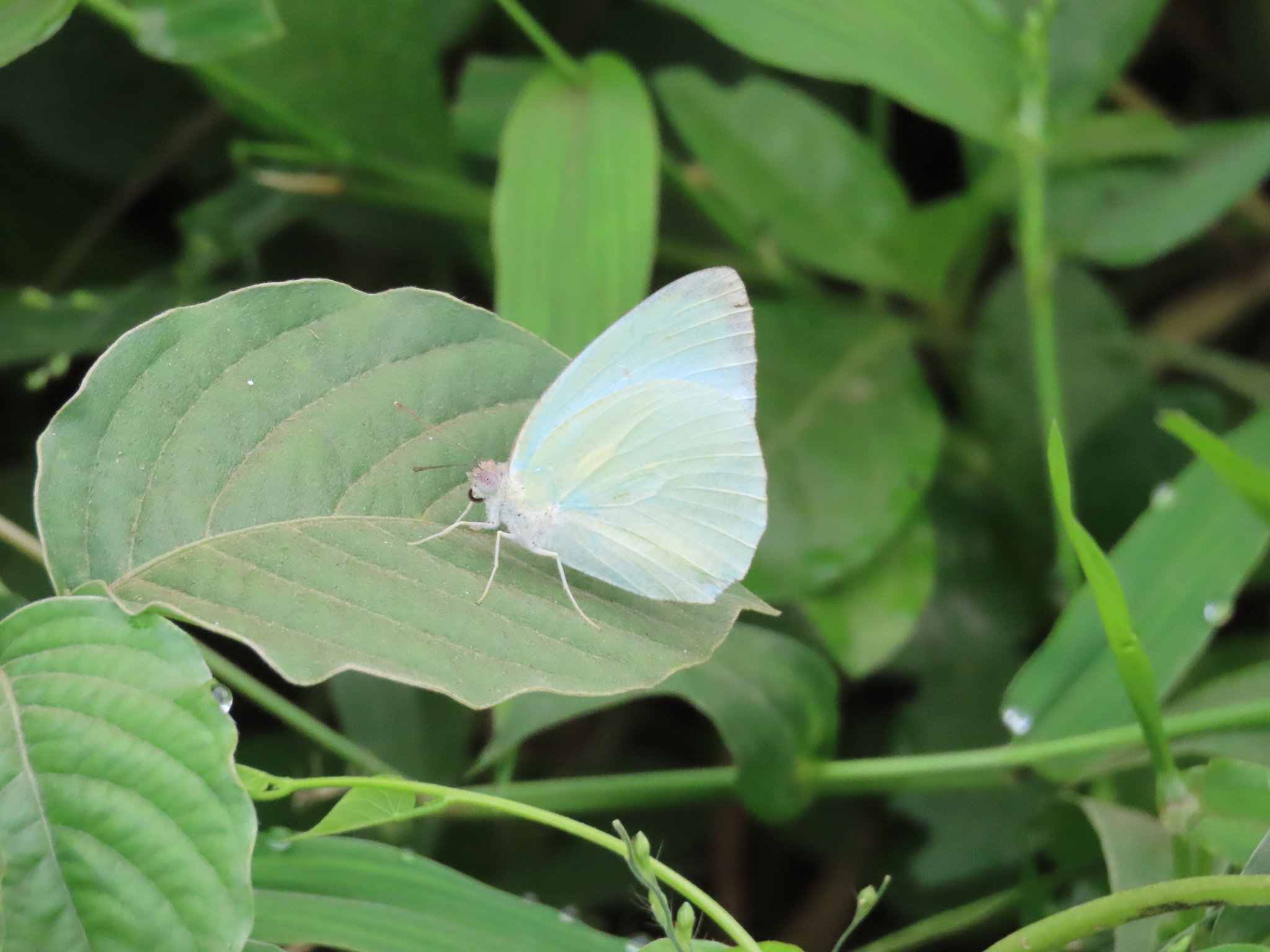 Mottled Emigrant
