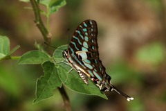 Graphium antheus