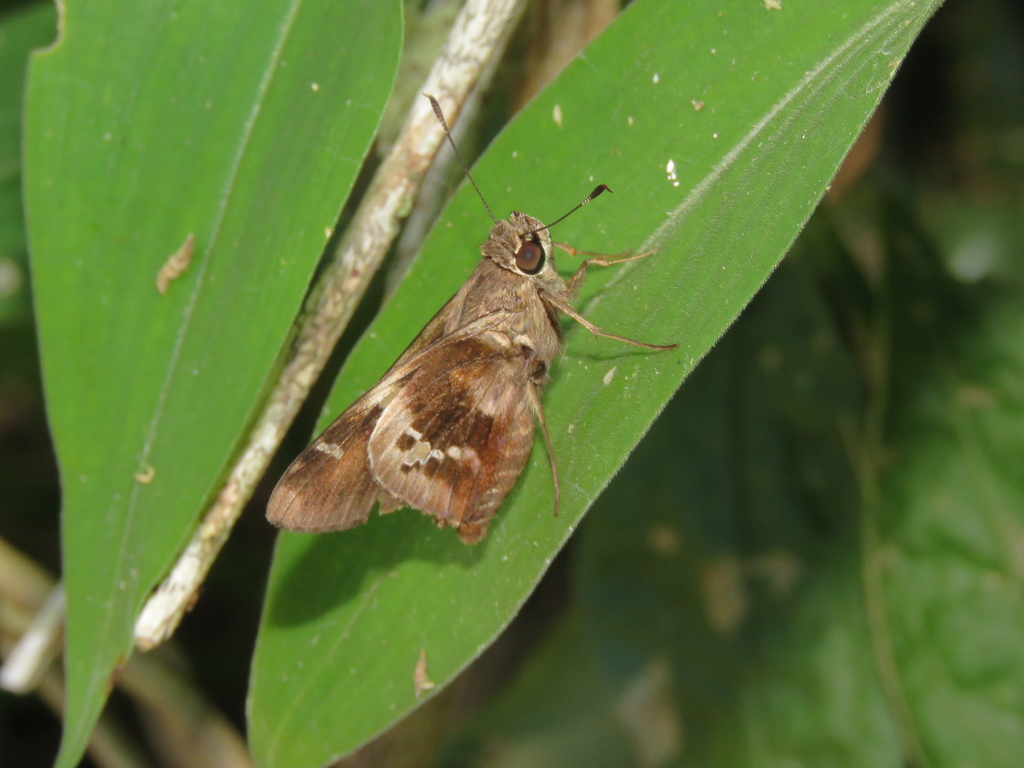 Vacerra bonfilius