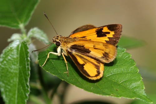 Savanna Pathfinder