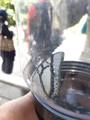 Polyura eudamippus formosana