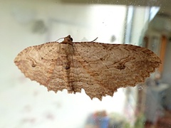 Austrocidaria