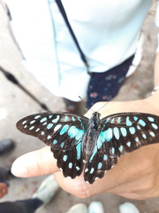 Graphium doson postianus