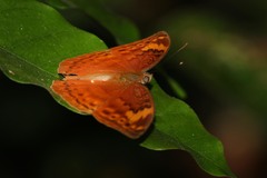 Apectinaria