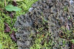 Peltigera neckeri