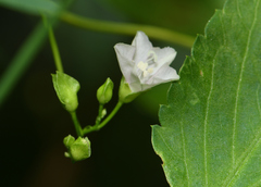 Jacquemontia paniculata