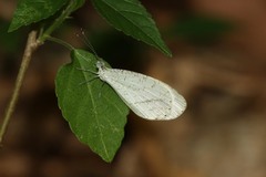 Leptosia alcesta