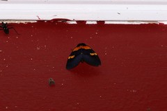 Egybolis vaillantina