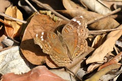 Junonia natalica