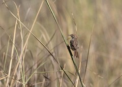 Cisticola chiniana
