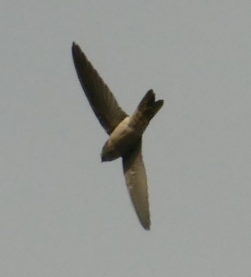 Australian Swiftlet (Aerodramus terraereginae), photo 5