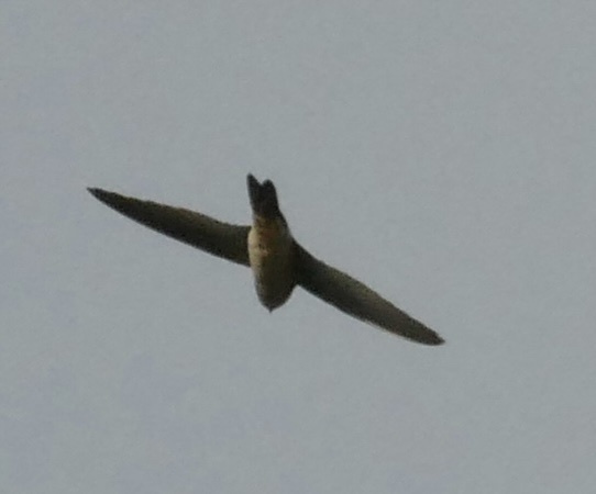 Australian Swiftlet (Aerodramus terraereginae), photo 6