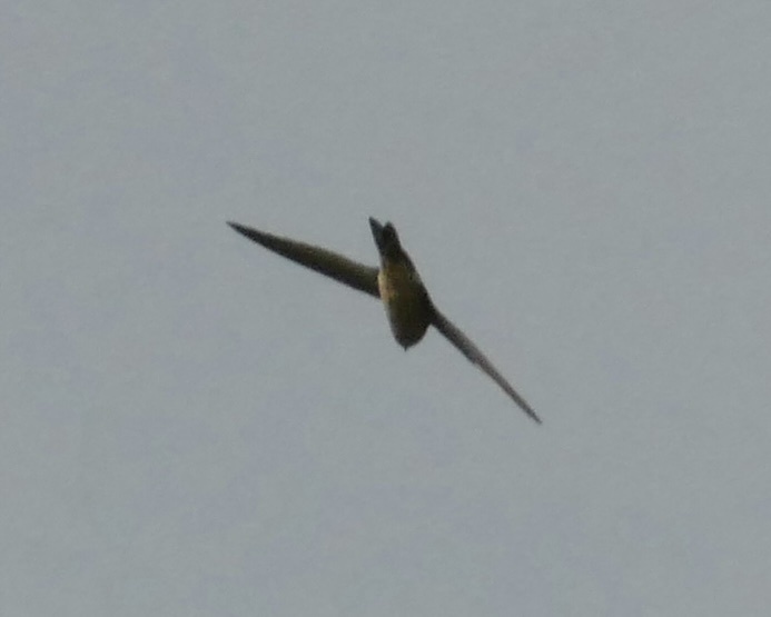 Australian Swiftlet (Aerodramus terraereginae), photo 7