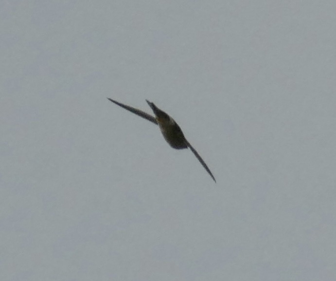 Australian Swiftlet (Aerodramus terraereginae), photo 8