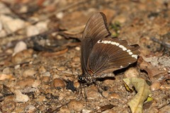 Papilio nireus