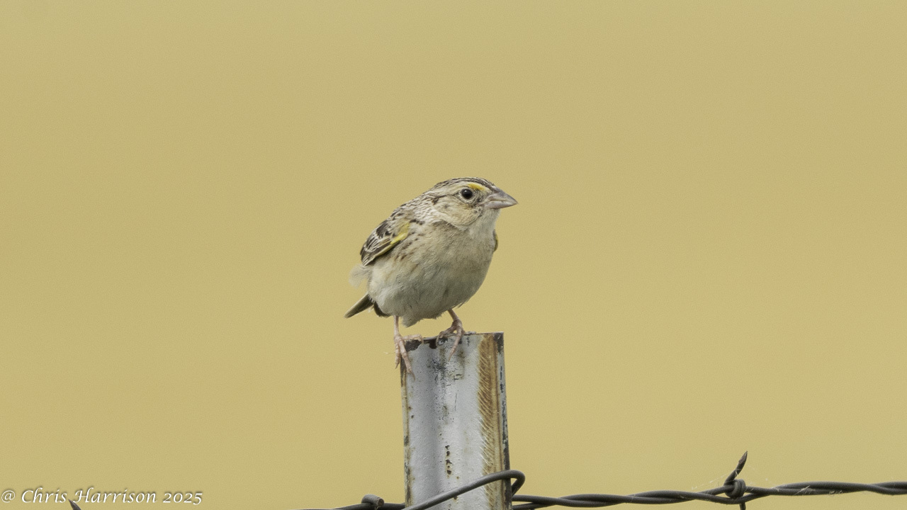 Ammodramus savannarum (J.F.Gmelin, 1789)