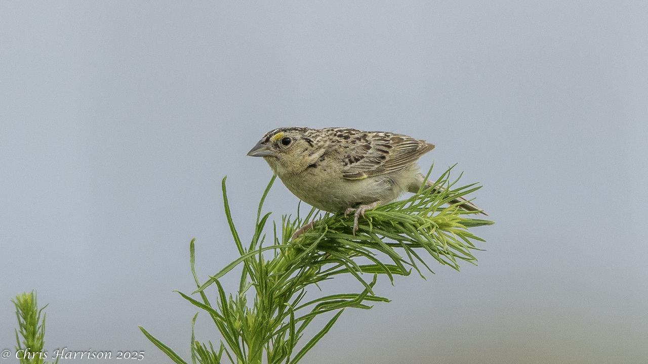 Ammodramus savannarum (J.F.Gmelin, 1789)