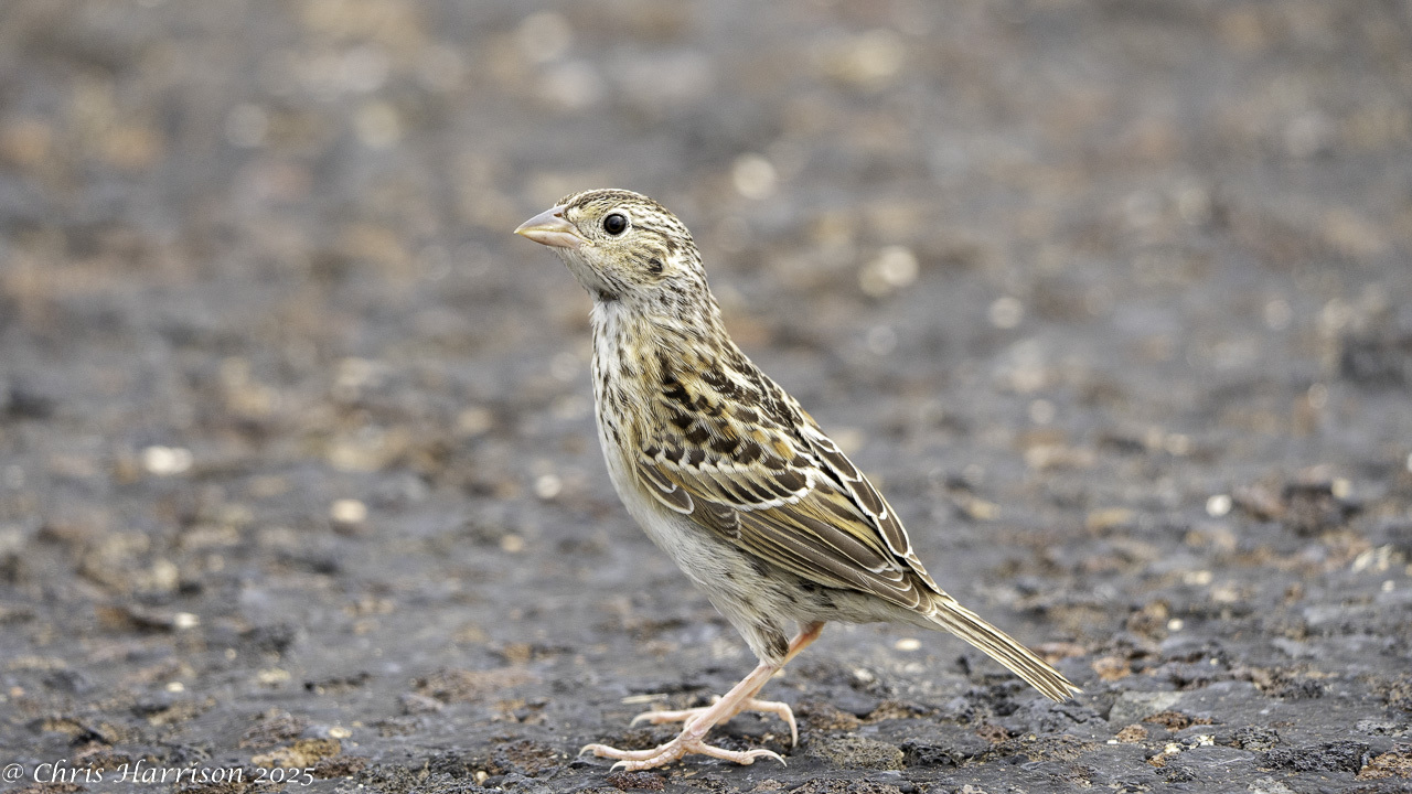 Ammodramus savannarum (J.F.Gmelin, 1789)