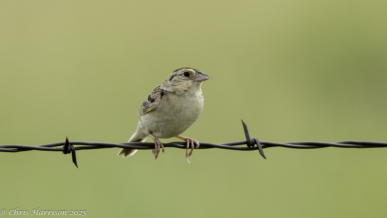 Ammodramus savannarum (J.F.Gmelin, 1789)