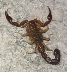 Vaejovis intermedius