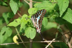 Graphium antheus