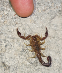 Vaejovis intermedius