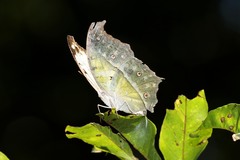 Protogoniomorpha parhassus