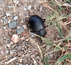 Platynotus punctatipennis