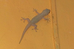 Hemidactylus frenatus