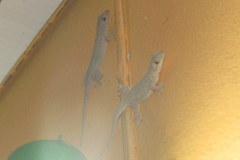 Hemidactylus frenatus