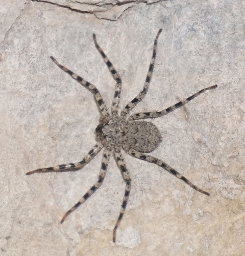 Selenops actophilus