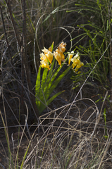 Freesia corymbosa