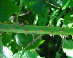Rubus incurvatiformis