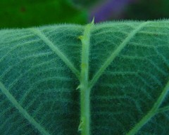 Rubus incurvatiformis