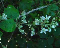 Rubus incurvatiformis