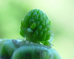 Rubus incurvatiformis