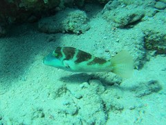 Canthigaster cyanospilota