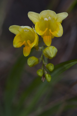 Freesia corymbosa