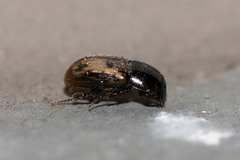 Chilothorax distinctus