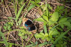 Junonia orithya orithya