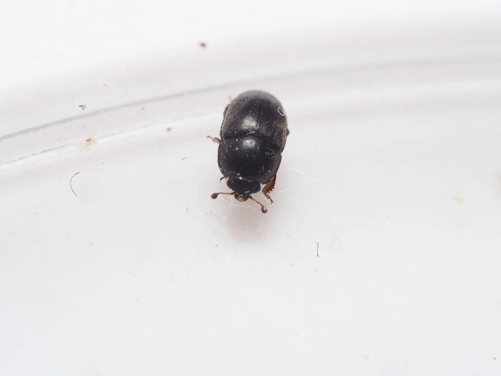 Acanthogethes solidus