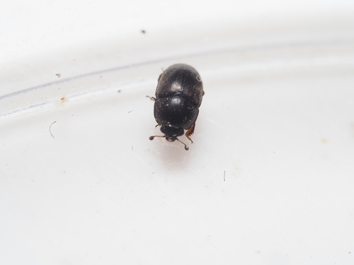 Acanthogethes solidus